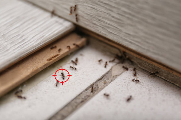 Best Wasp Removal Services  in North Hobbs, NM
