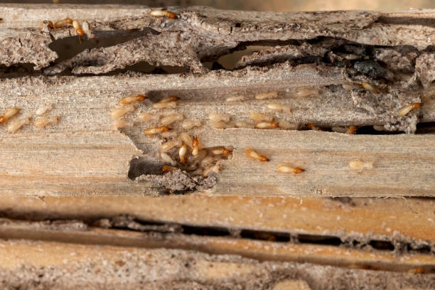 Best Local Pest Control Services  in North Hobbs, NM