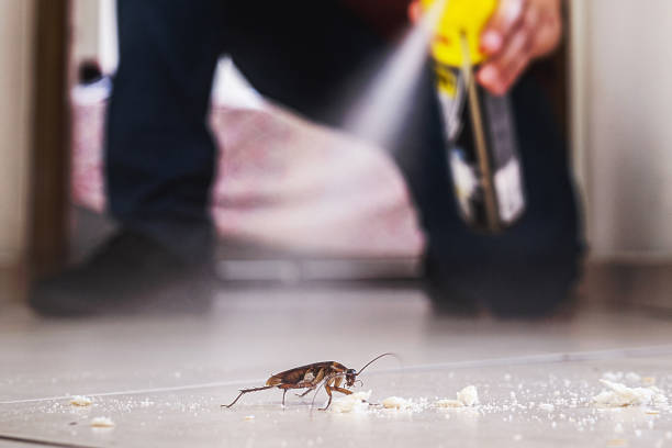 Best Affordable Pest Control Services  in North Hobbs, NM