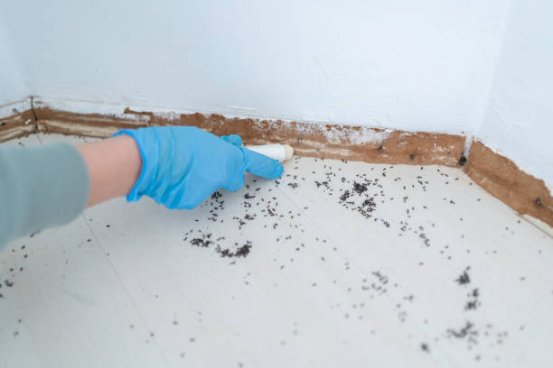 Best Exterminator Services  in North Hobbs, NM